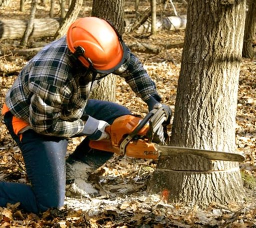 Tree Removal in Lambert, MS